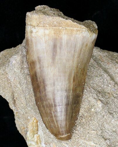 Large Mosasaur (Prognathodon) Tooth In Matrix #18734